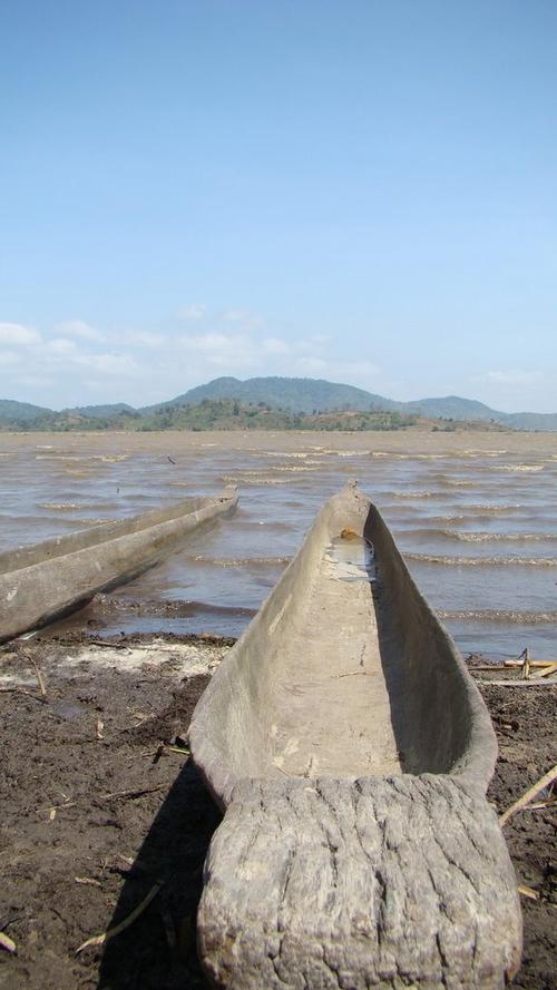 Nấm tán trắng đã xòe mũ