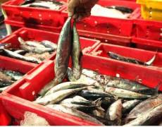 Ngộ độc do Histamin trong cá biển