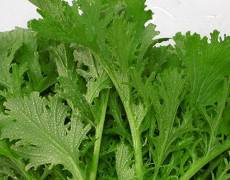 Rau cải - món ăn ngon, vị thuốc tốt